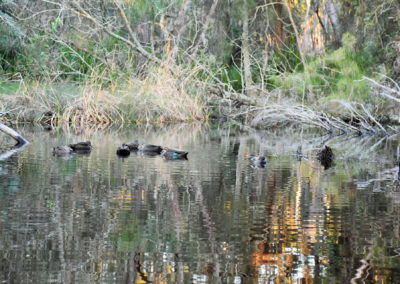Pacific Black Ducks Abrahams Bosom Creek AB